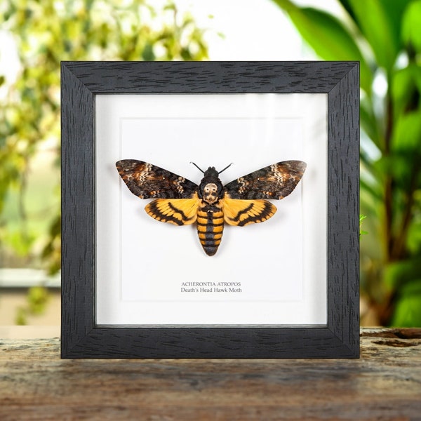 Death's Head Hawk Moth (Acherontia atropos)