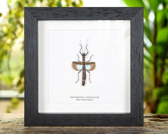 Insecto palo azul en marco de caja (Orthomeria versicolor)