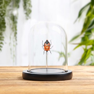 Man-faced Stink Bug In Glass Dome (Catacanthus incarnatus)