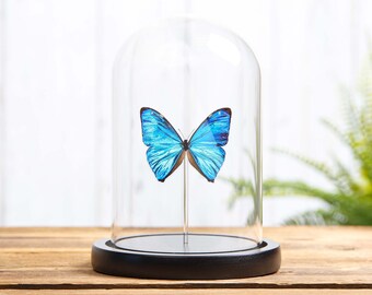 Aega Morpho Butterfly in Glass Dome with Wooden Base (Morpho aega)