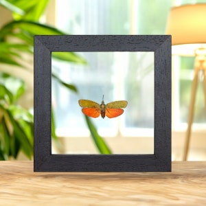 Red Lanternfly In Clear Glass Frame (Saiva cardinalis)