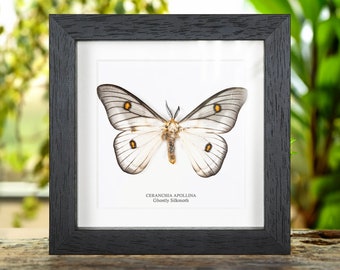 Framed Ghostly Silk Moth: Ceranchia Apollina From Madagascar (8x8