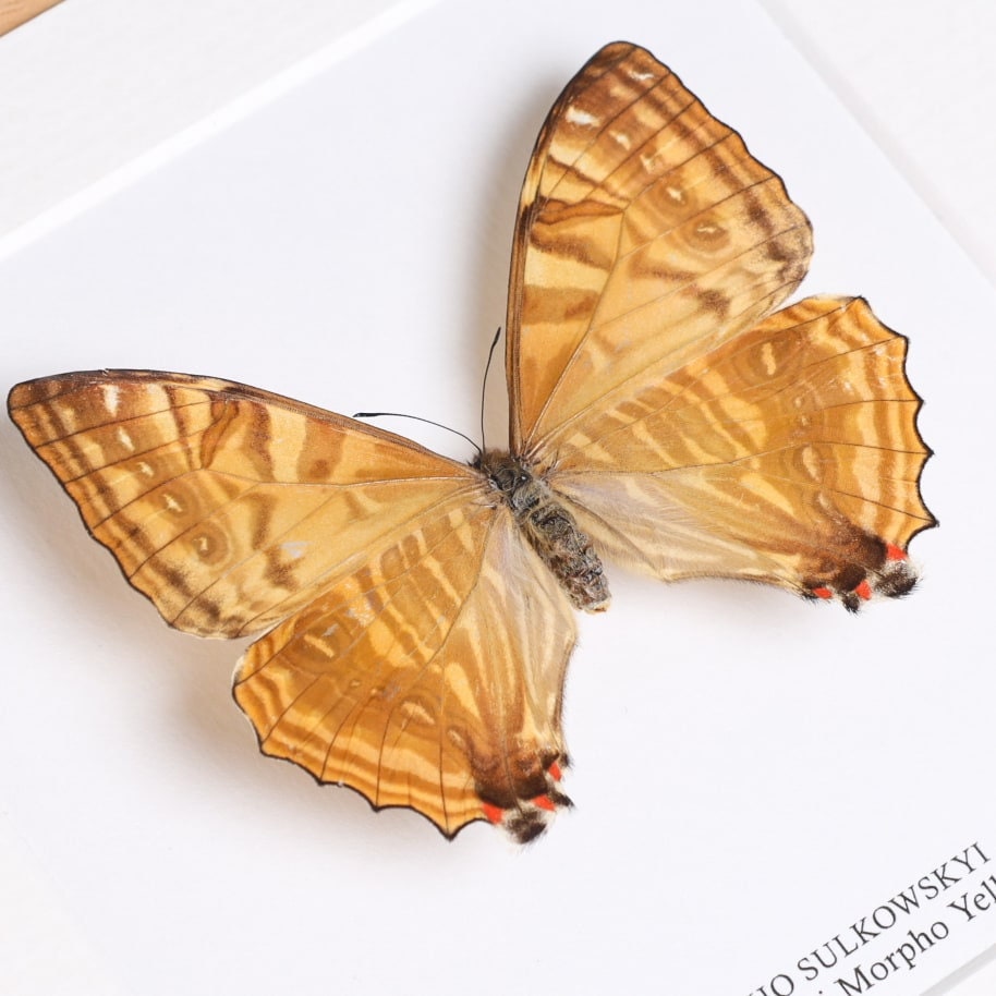 Female Sulkowsky's Morpho Yellow Form Butterfly in Box Frame