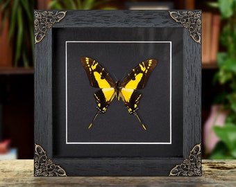 Yellow Swordtail Butterfly In Baroque Style Frame (Eurytides thyastes thyastinus)