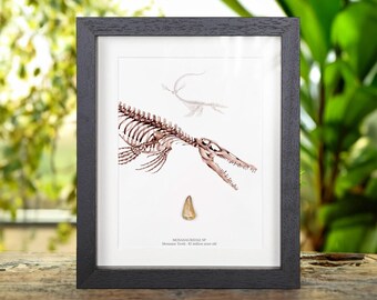 Mosasaur Dinosaur Tooth Fossil &amp; Close Up Illustration (Mosasaurus sp)