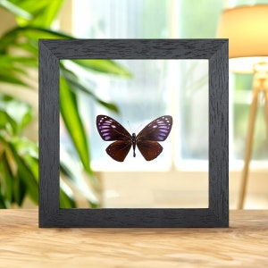 Rare Great Blue Mime In Clear Glass Frame (Papilio paradoxa)