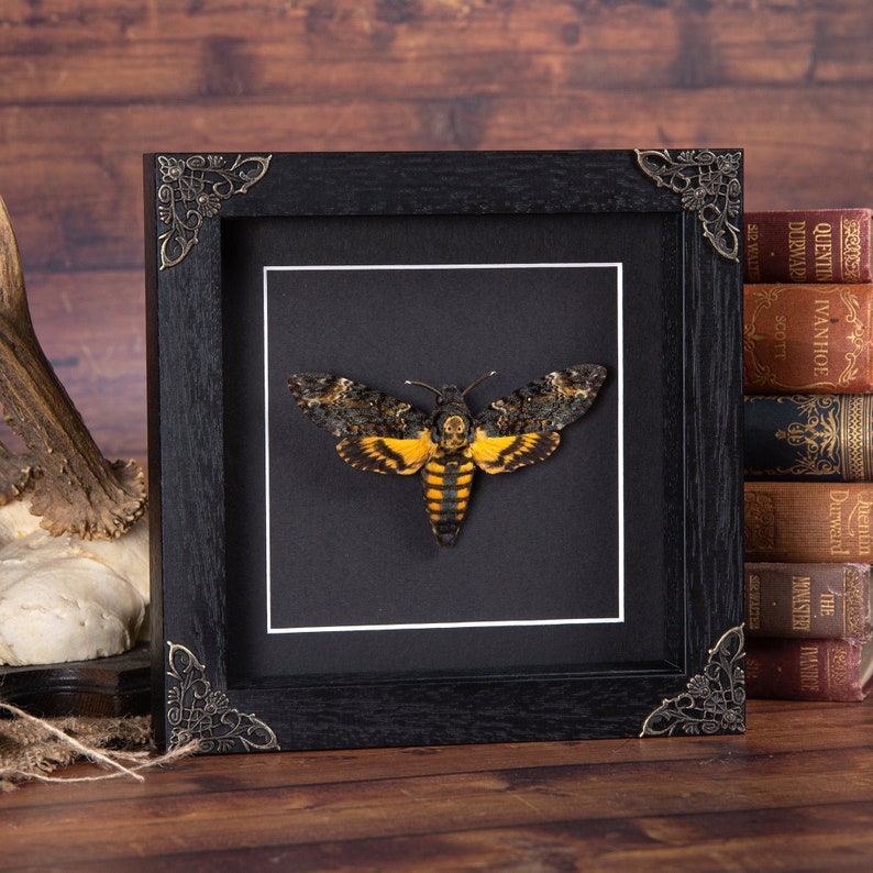 Deaths Head Moth in Baroque Style Box Frame 