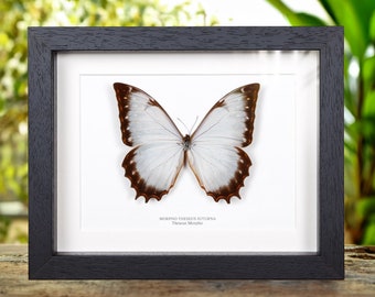 Theseus Morpho Butterfly in Box Frame (morpho Theseus Juturna) - Etsy
