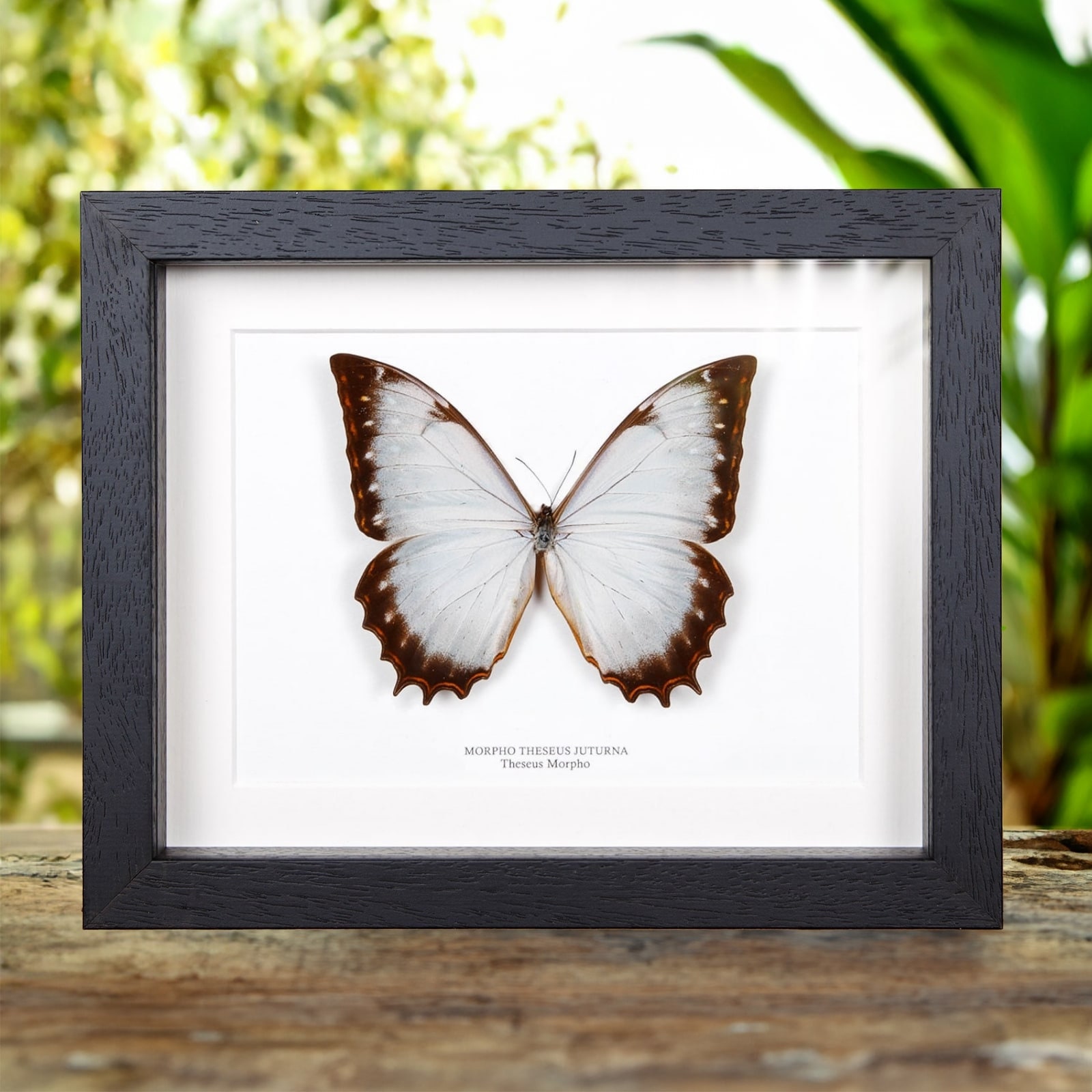 Theseus Morpho Butterfly in Box Frame (morpho Theseus Juturna) - Etsy