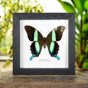 The Peacock Butterfly in Box Frame (Papilio blumei)