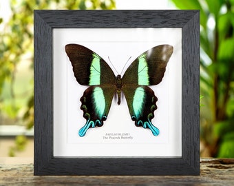 The Peacock Butterfly In Box Frame (Papilio blumei)