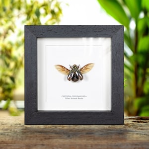 Silver Scarab Beetle In Box Frame (Chrysina chrysargirea)