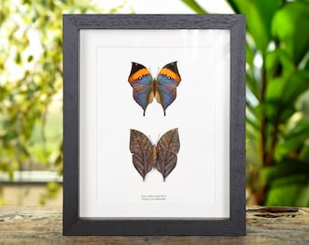 Dead Leaf Butterfly Pair In Box Frame (Kallima inachus)