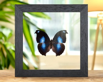 Great Blue Moonset Butterfly Box Frame (napeocles Jucunda