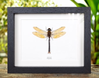 Dragonfly In Box Frame (Anax sp)