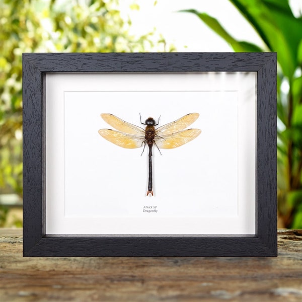 Dragonfly in Box Frame (Anax sp)
