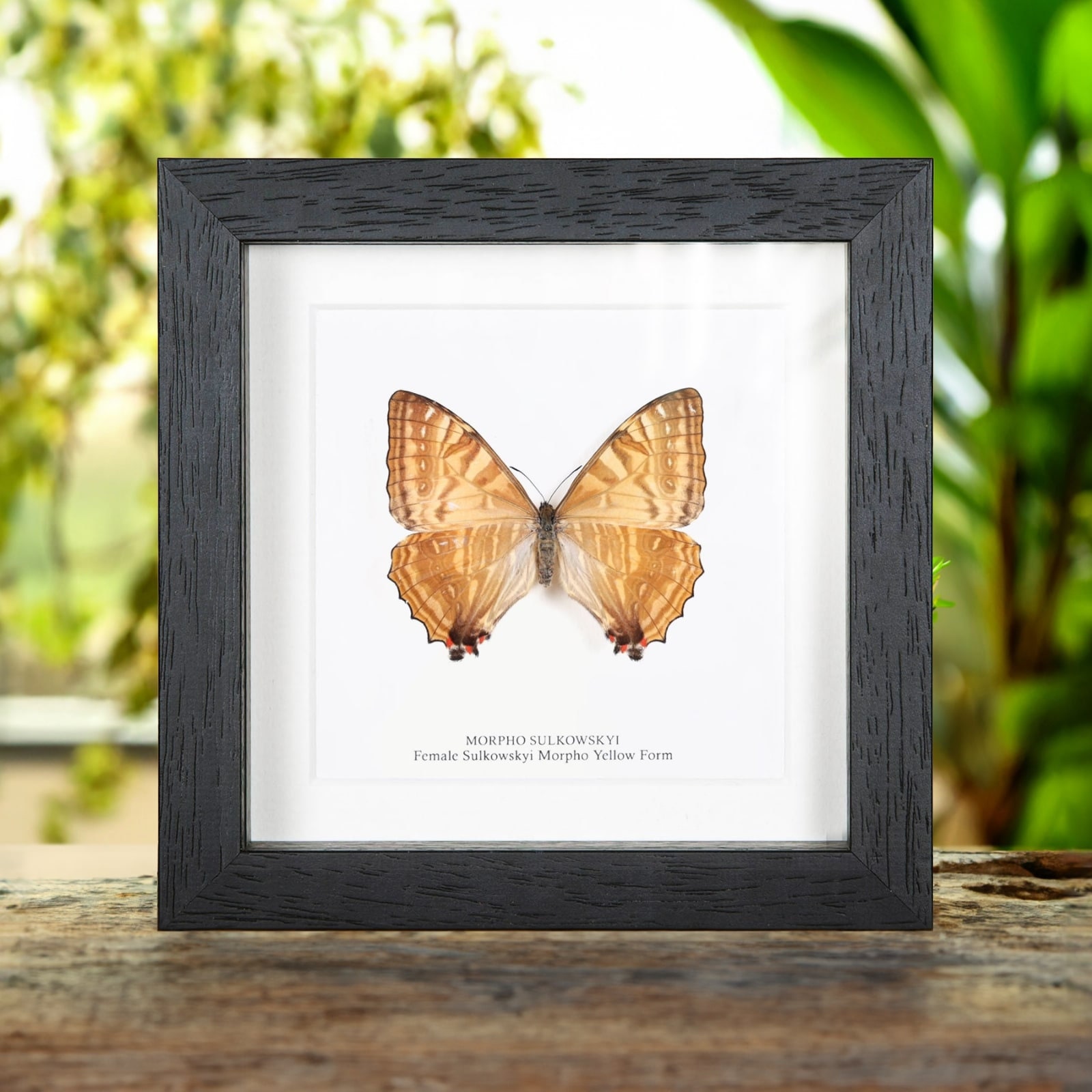 Female Sulkowsky's Morpho Yellow Form Butterfly in Box Frame