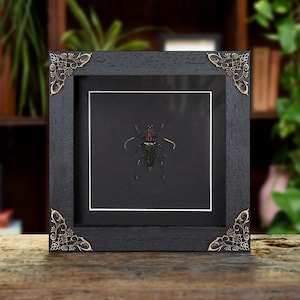 Round-necked Long-horn Beetle In Baroque Style Frame (Pachyteria virescens)