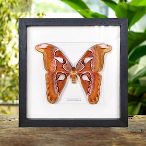 May include: A framed Attacus Lorquinii moth with brown and white wings, displayed on a wooden surface. The label reads "Attacus Lorquinii ♀ Longuan Atlas Silkmoth".