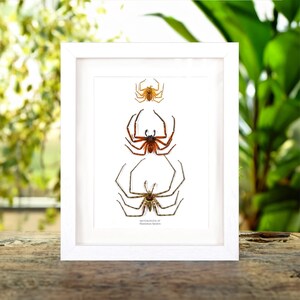 Arañas cazadoras en marco de caja (Heteropoda sp) imagen 2