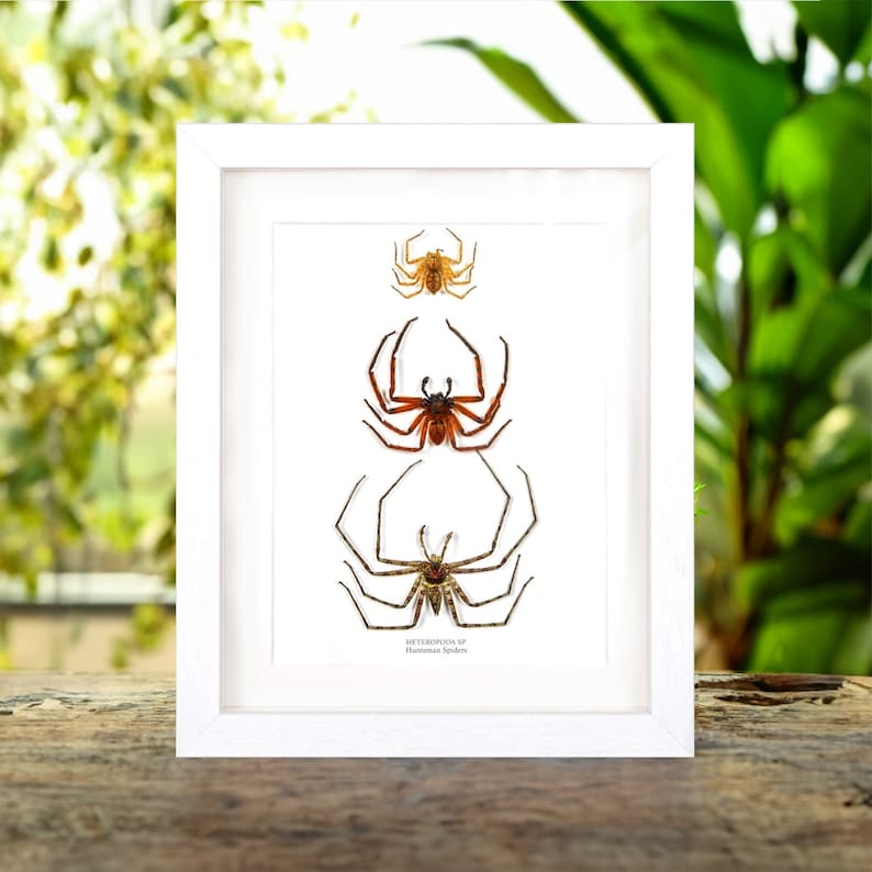 Arañas cazadoras en marco de caja (Heteropoda sp) imagen 2