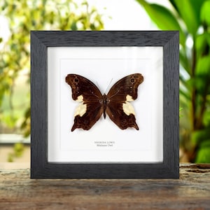 Malayan Owl Butterfly In Box Frame (Neorina lowii)