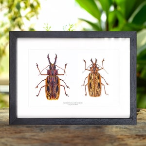 Sabertooth Longhorn Beetle Male &amp; Female Pair in Box Frame (Macrodontia cervicornis)