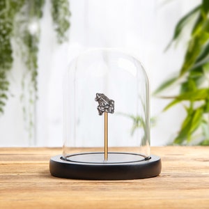 Small Campo del Cielo Meteorite In Glass Dome with Wooden base