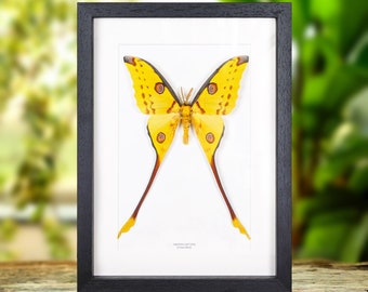 Comet Moth In Box Frame (Argema mittrei)