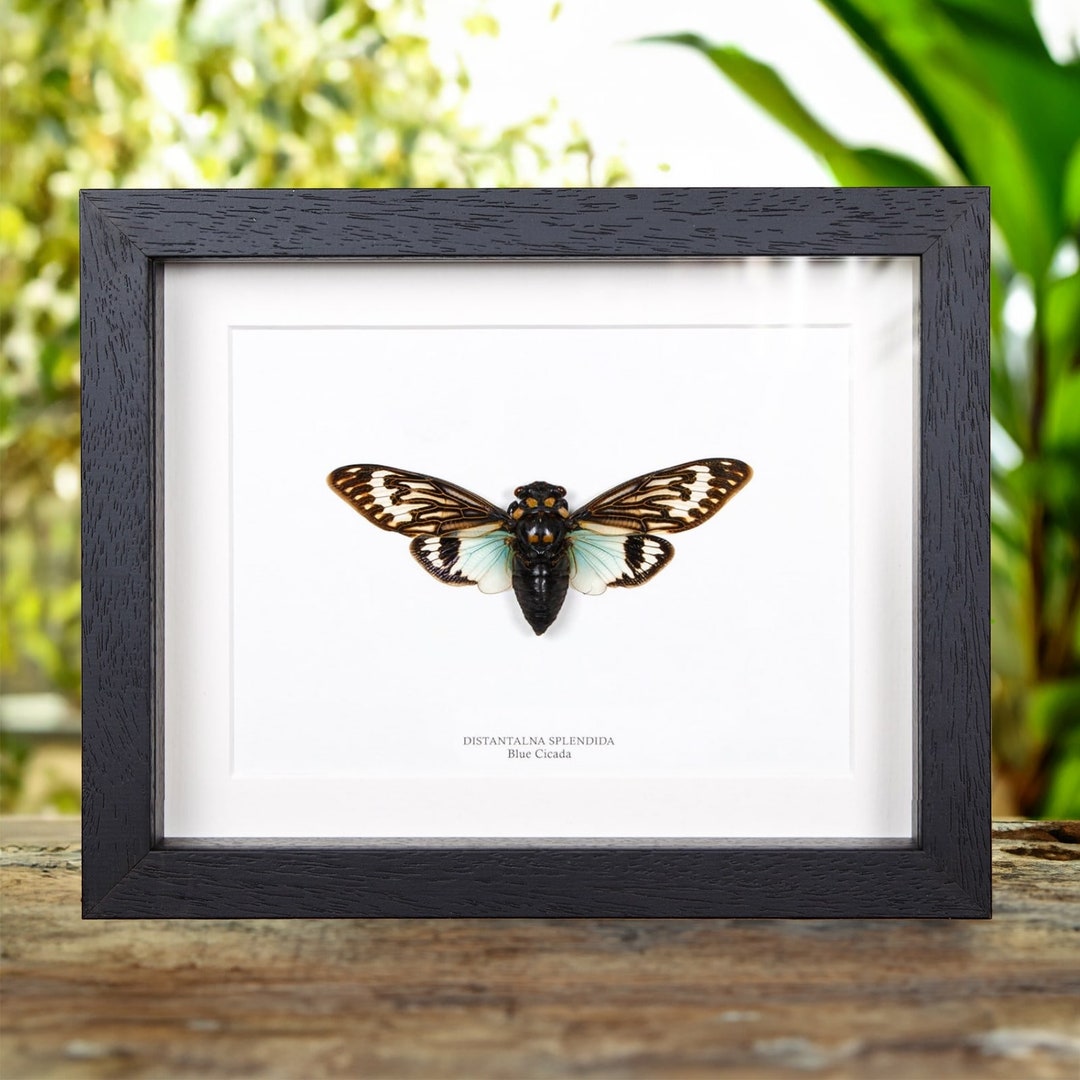 Blue Cicada In Box Frame (Distantalna splendida)