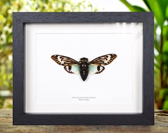 Blue Cicada in Box Frame (Distantalna splendida)