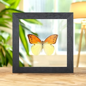 Brimstone Wing Butterfly In Clear Glass Box Frame (Hebomoia leucippe)
