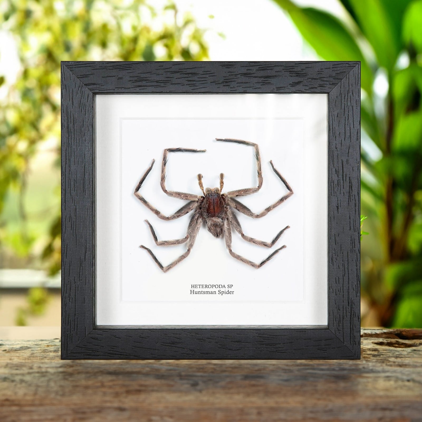 Grey Huntsman Spiders in Box Frame (heteropoda Sp) - Etsy, image size:1600x1600