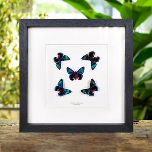Necyria Duellona Butterflies in Box Frame from Guatemala