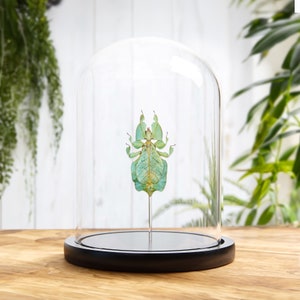 Gray&#39;s Leaf Insect In Large Glass Dome (Phyllium bioculatum)