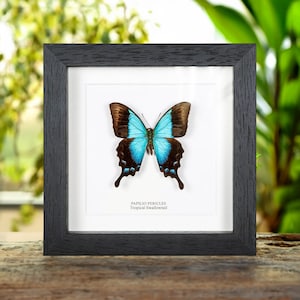Tropical Swallowtail Butterfly In Box Frame (Papilio pericles)