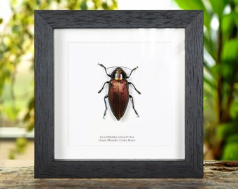 Framed Batocera Lamondi Beetle, Solomon Islands Insect Wall Art - Etsy
