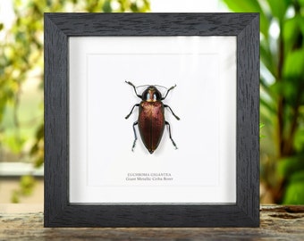 Giant Metallic Ceiba Borer in Box Frame (Euchroma gigantea)