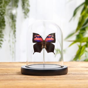 May include: A preserved butterfly with black wings and vibrant pink and blue markings, displayed under a clear glass cloche. The cloche sits on a black base, presented on a wooden surface.