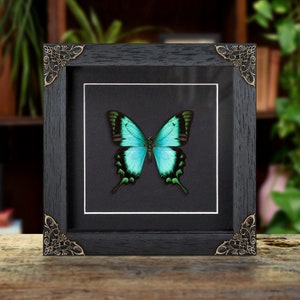 Sea Green Swallowtail In Baroque Style Frame (Papilio lorquinianus)