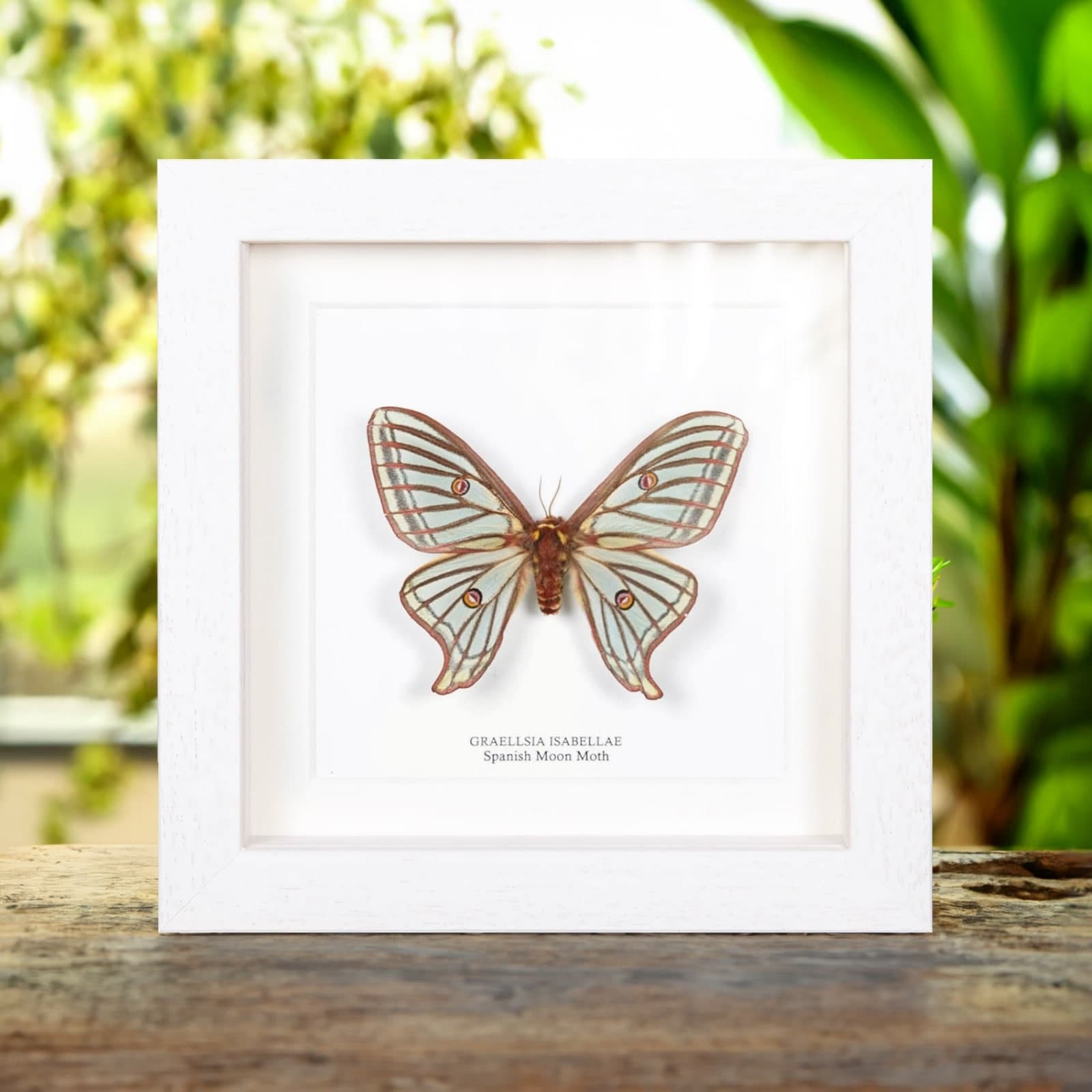 Female Spanish Moon Moth in Box Frame (graellsia Isabellae) - Etsy