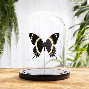 Magnificent Swallowtail In Glass Dome with Wooden Base (Papilio garamas)