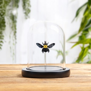 The Yellow Spot Carpenter Bee In Glass Dome (Xylocopa confusa)