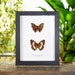 see more listings in the Butterfly Frames section