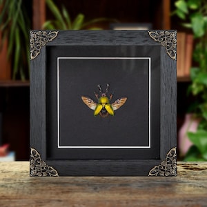 Saw Tooth Beetle in Baroque Style Frame (Lamprima adolphinae)