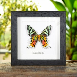 Madagascan Sunset Moth Ventral Side In Box Frame (Chrysiridia rhipheus)