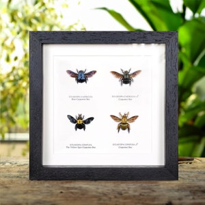 Carpenter Bee Display In Box Frame (Xylocopa sp)