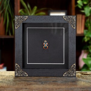 Colourful Man-faced Bug In Baroque Style Frame (Catacanthus nigripes)