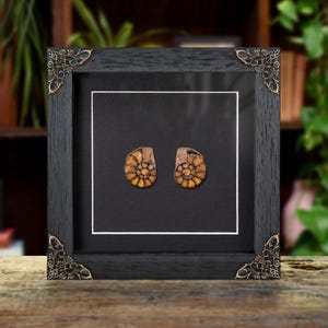 May include: Framed artwork featuring two fossilized ammonite shells with intricate orange and brown patterns. The fossils are set against a black background within a black wooden frame, accented with decorative gold-colored corner pieces. The artwork is displayed on a wooden surface.