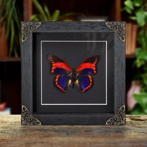 Prepona praeneste Butterfly from Peru In Baroque Style Frame